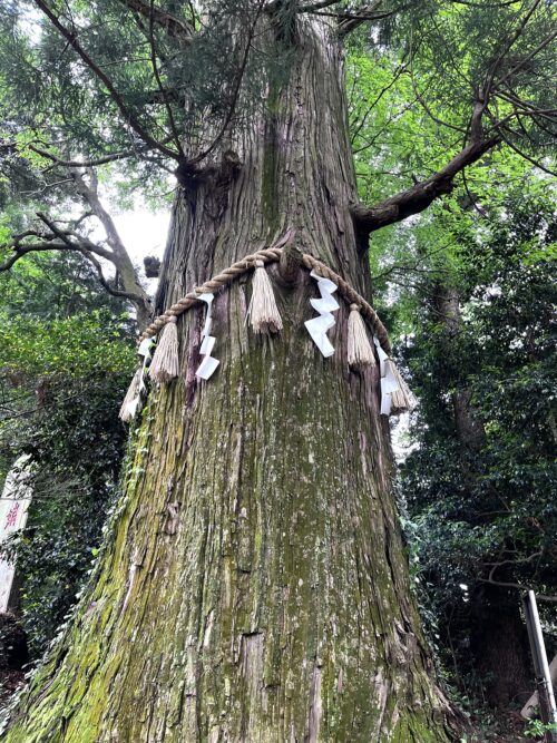 たこ杉